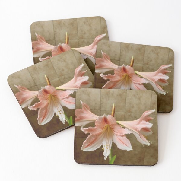 Item preview, Photo of a pink and white Peruvian amaryllis designed and sold by Raineylanes.