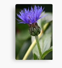 Bloom Canvas Print