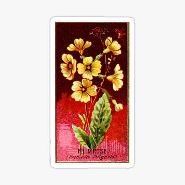 Item preview, Primrose (Primula Vulgaris) Chromolithograph designed and sold by mamiespaw.