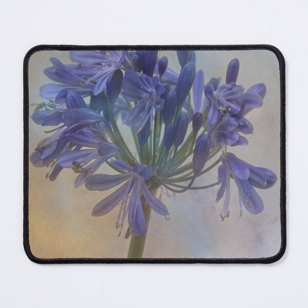 Item preview, Agapanthus, Heavenly Blue. designed and sold by maureen bracewell.