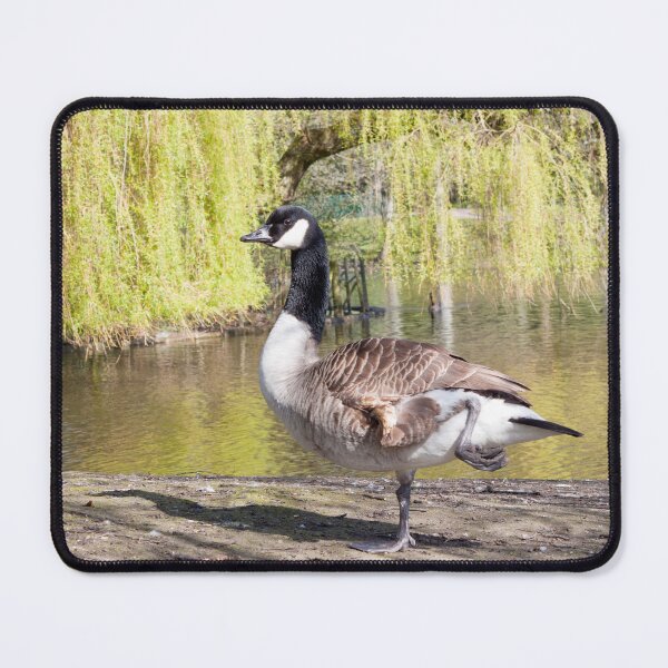 Item preview, Canada Goose by the Pond at Hanley Park designed and sold by David Patterson.