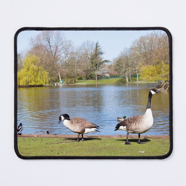 Item preview, Canada Geese by the Lake in Spring: Hanley Park designed and sold by David Patterson.
