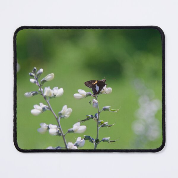 Item preview, Hoary Edge on White Wild Indigo designed and sold by Crystal Vision Photo Art.
