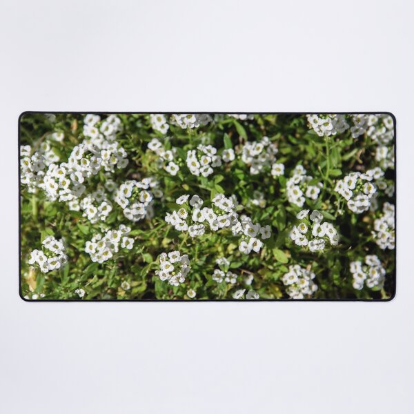 Item preview, Sweet Alyssum designed and sold by heatherfriedman.