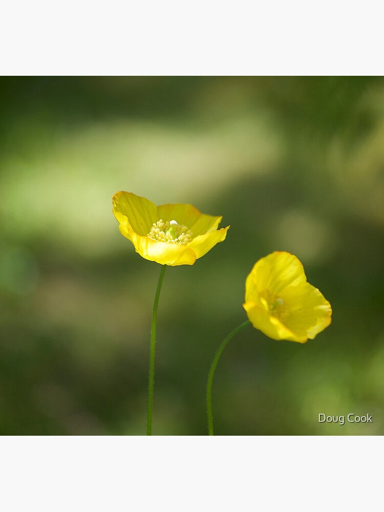 Poppies by DougCook