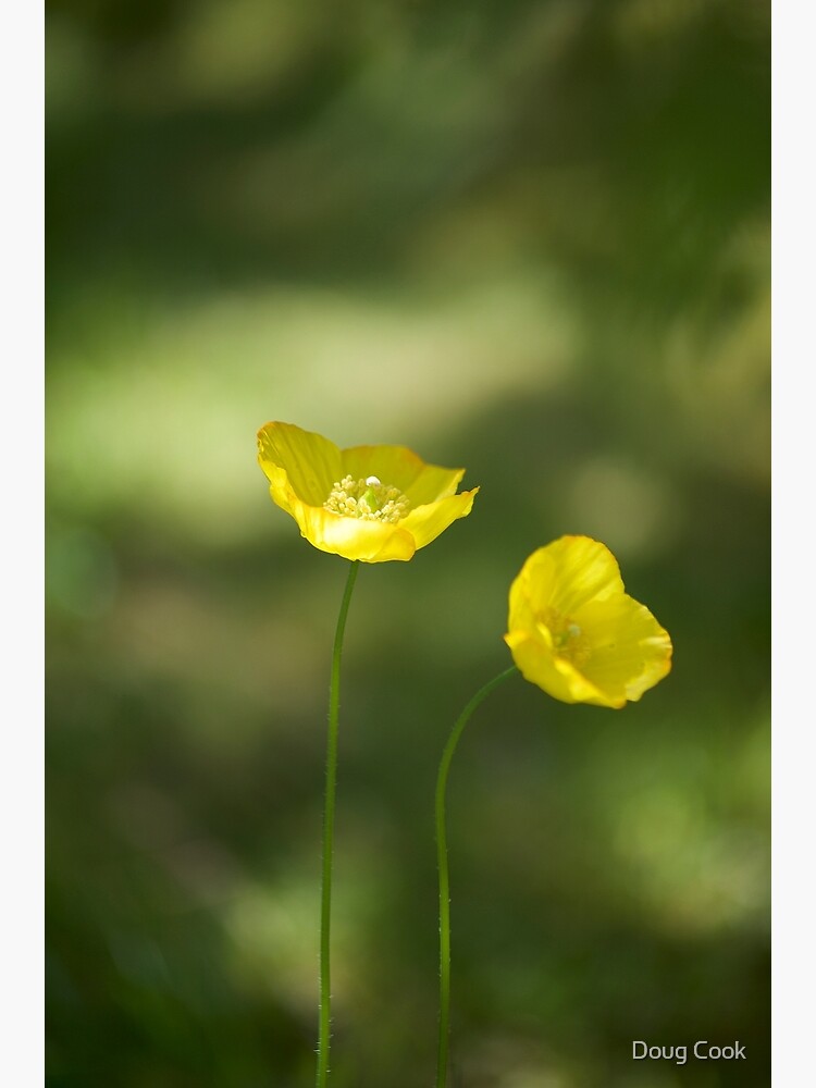 Poppies by DougCook