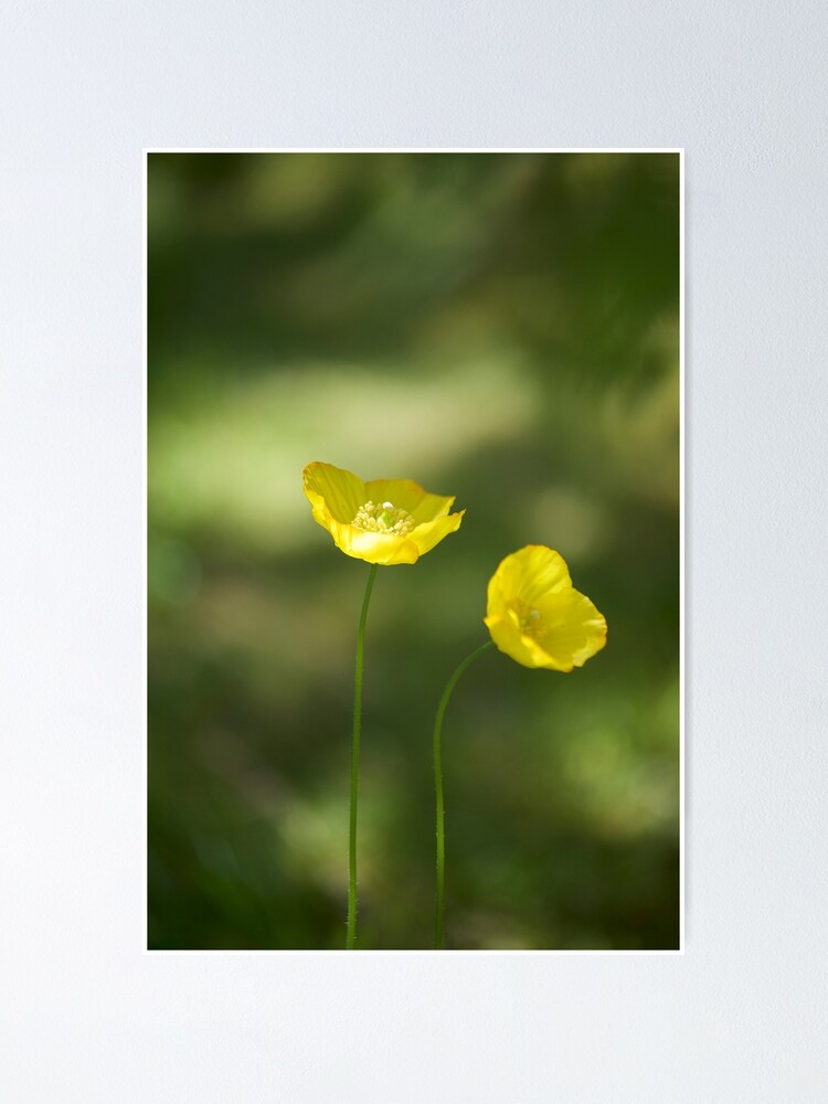 Alternate view of Poppies Poster