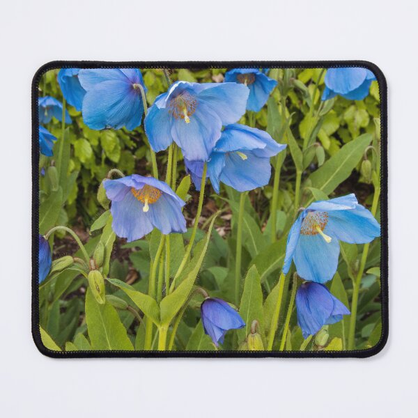 Item preview, Blue Himalayan Poppies designed and sold by maureen bracewell.