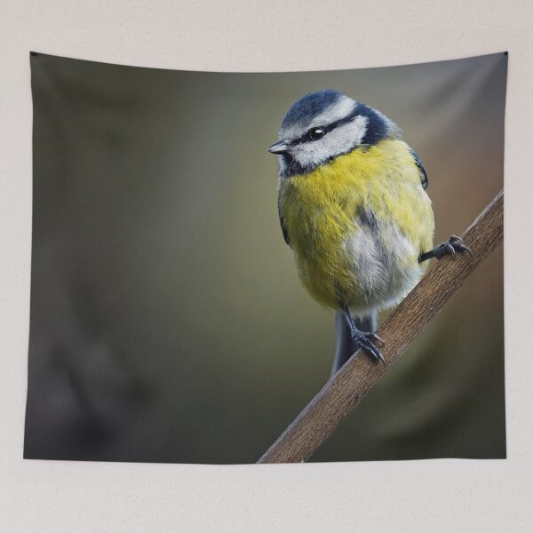 Item preview, Bluetiit Perched designed and sold by Tom McPherson Photography.