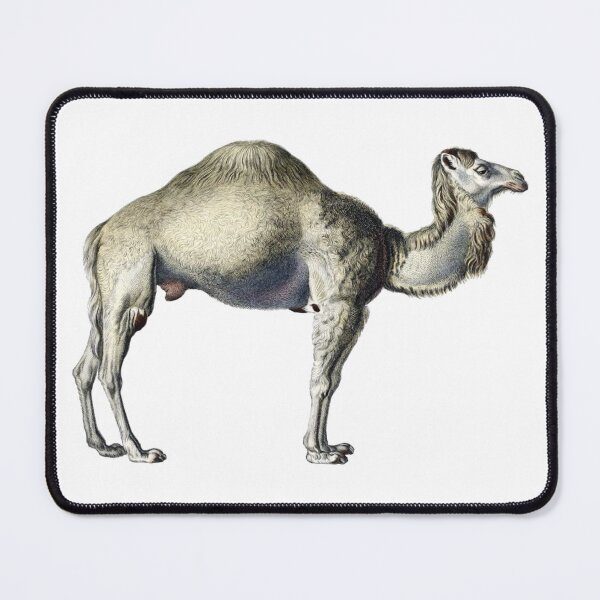 Item preview, Vintage Dromedary Camel Illustration designed and sold by HawthorneFlame.
