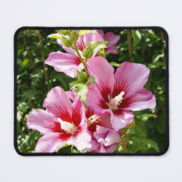 Item preview, Hibiscus Syriacus or Rose of Sharon designed and sold by manoloshoping.