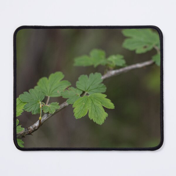 Item preview, Gooseberry leaves designed and sold by Crystal Vision Photo Art.