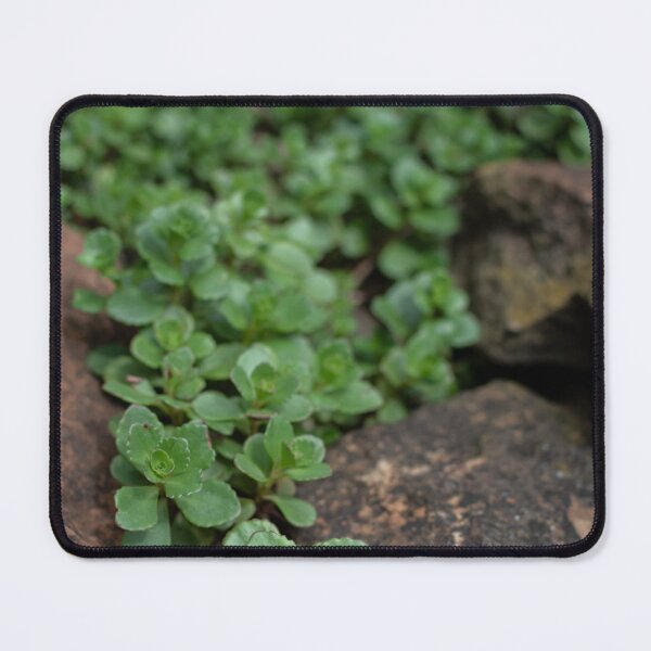 Item preview, Sedum designed and sold by Crystal Vision Photo Art.