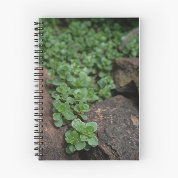 Item preview, Sedum designed and sold by Crystal Vision Photo Art.