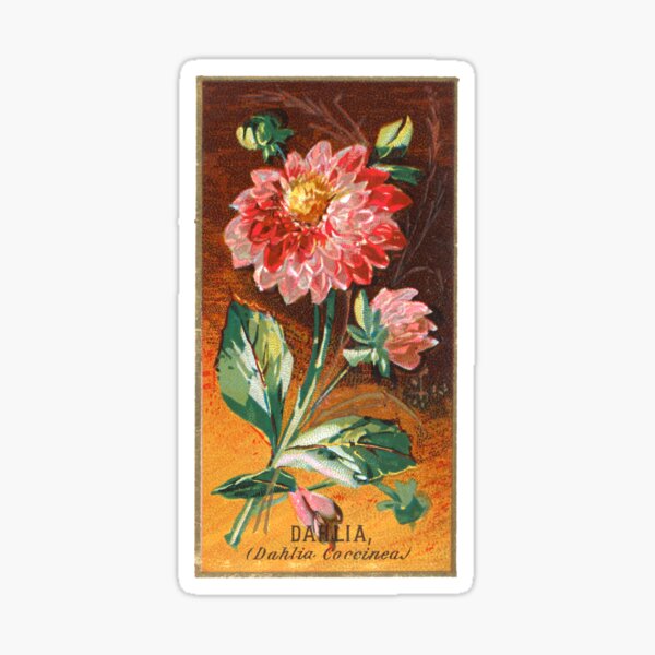 Item preview, Dahlia (Dahlia Coccinea) Chromolithograph designed and sold by mamiespaw.