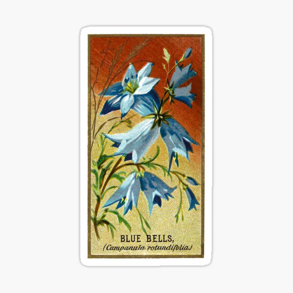Item preview, Blue Bells (Campanula Rotundifolia) Chromolithograph designed and sold by mamiespaw.