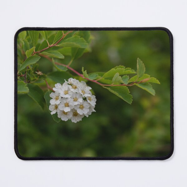Item preview, Snowmound Spirea designed and sold by Crystal Vision Photo Art.