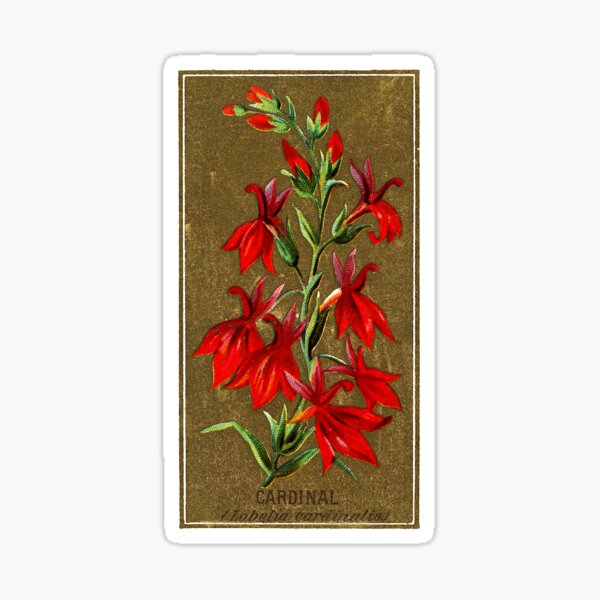 Item preview, Cardinal (Lobelia Cardinalis) Chromolithograph designed and sold by mamiespaw.