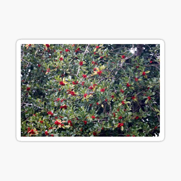Item preview, Holly Tree with Berries (Ilex species) designed and sold by jzmurdock.