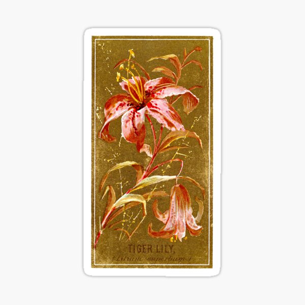 Item preview, Tiger Lily (Lilium Superbum) Chromolithograph designed and sold by mamiespaw.