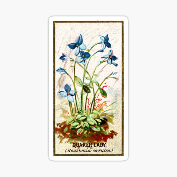 Item preview, Quaker Lady (Houstonia Coerulea) Chromolithograph designed and sold by mamiespaw.