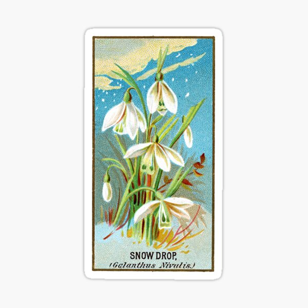 Item preview, Snow Drop (Galanthus Nivalis) Chromolithograph designed and sold by mamiespaw.