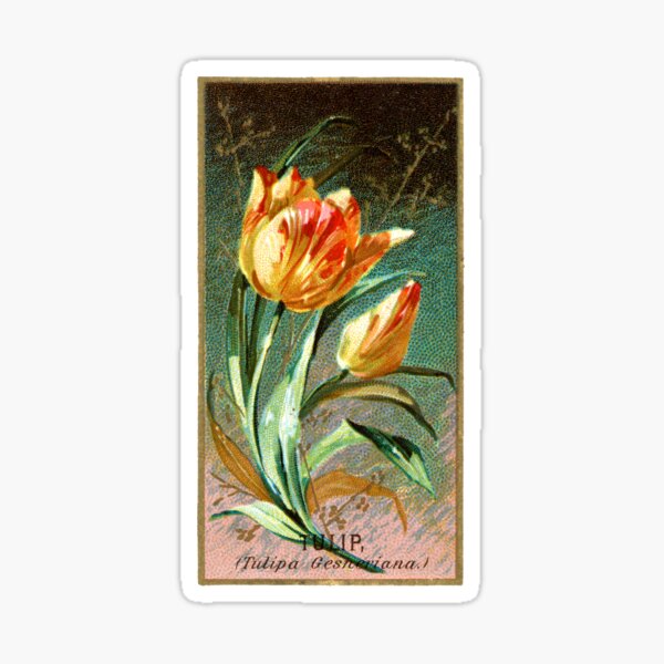 Item preview, Tulip (Tulipa Gesnariana) Chromolithograph designed and sold by mamiespaw.