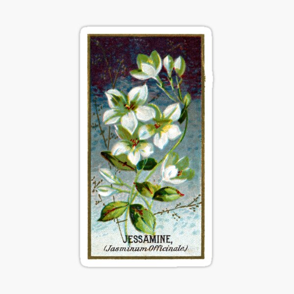 Item preview, Jessamin (Jasminum Officinale) Chromolithograph designed and sold by mamiespaw.