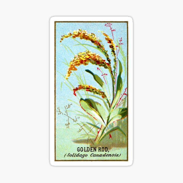 Item preview, Golden Rod (Solidago Canadensis) Chromolithograph designed and sold by mamiespaw.