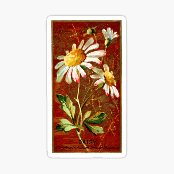 Item preview, Daisy (Chrysanthemum Leucanthemum) Chromolithograph designed and sold by mamiespaw.