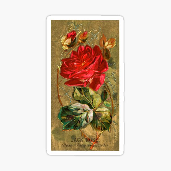 Item preview, Jack Rose (Rose Jacqueminot) Chromolithograph designed and sold by mamiespaw.