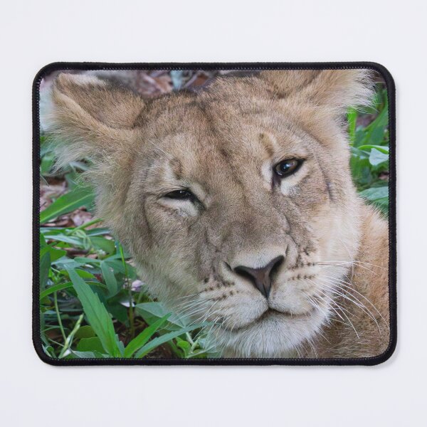 Item preview, Sleepy Lion designed and sold by LeandroNazar.