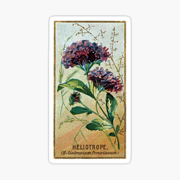 Item preview, Heliotrope (Heliotropium Peruvianum) Chromolithograph designed and sold by mamiespaw.