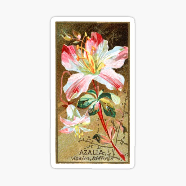 Item preview, Azalia (Azalea Indica) Chromolithograph designed and sold by mamiespaw.