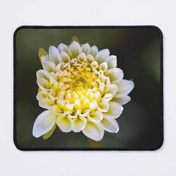 Item preview, Lemony Dahlia Flower designed and sold by Joy Watson - Natural Light Photography .
