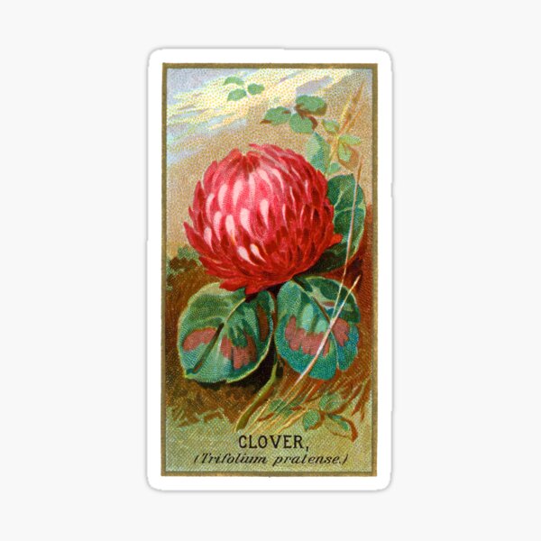 Item preview, Clover (Trifolium Pratense) Chromolithograph designed and sold by mamiespaw.