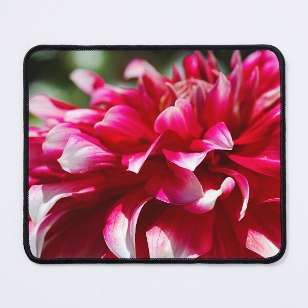 Item preview, Delightful Red Dahlia designed and sold by Joy Watson - Natural Light Photography .