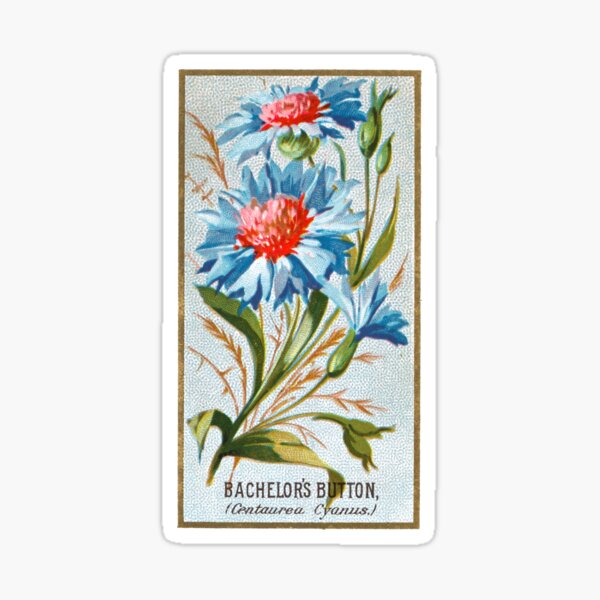 Item preview, Bachelor's Button (Centaura Cyanus) Chromolithograph designed and sold by mamiespaw.