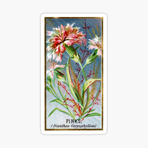 Item preview, Pinks (Dianthus Caryophyllus) Chromolithograph designed and sold by mamiespaw.