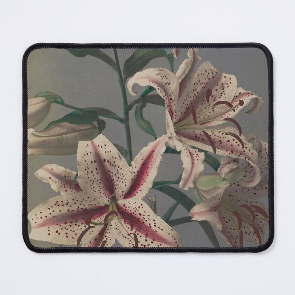 Item preview, Lily designed and sold by LegacyPressCo.