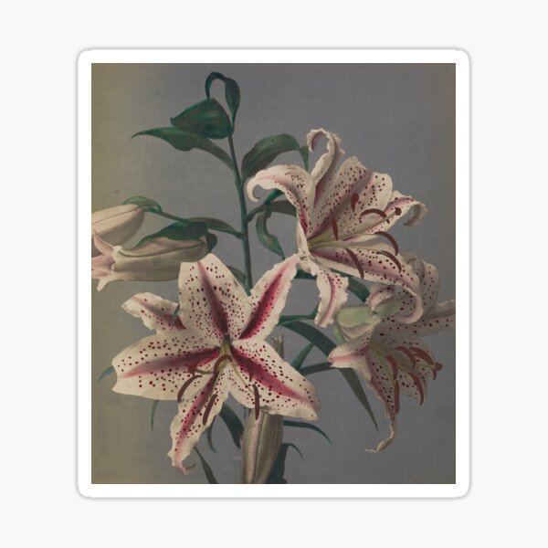Item preview, Lily designed and sold by LegacyPressCo.