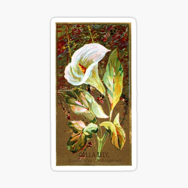 Item preview, Calla Lily (Richardia Athiopica) Chromolithograph designed and sold by mamiespaw.