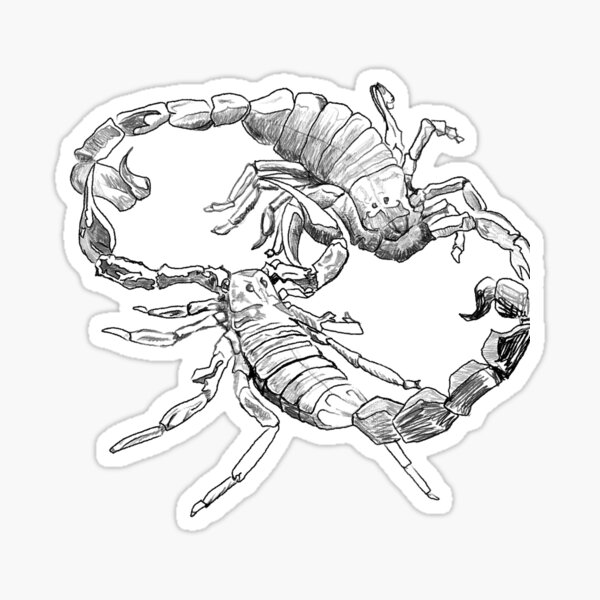 "Scorpion's Dance" Jamie's Hand-Drawn Scorpion Collection Sticker