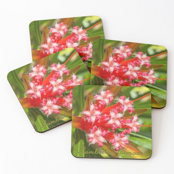 Item preview, Lambertia formosa - labelled (Mountain Devil) designed and sold by Arcane Botanica.