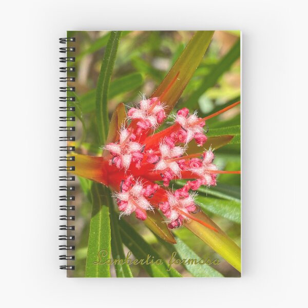 Artikelvorschau, Lambertia formosa – beschriftet (Bergteufel) entworfen und verkauft von Arcane Botanica.