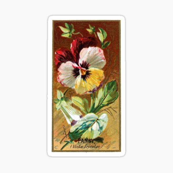 Item preview, Pansy (Viola Tricolor) Chromolithograph designed and sold by mamiespaw.