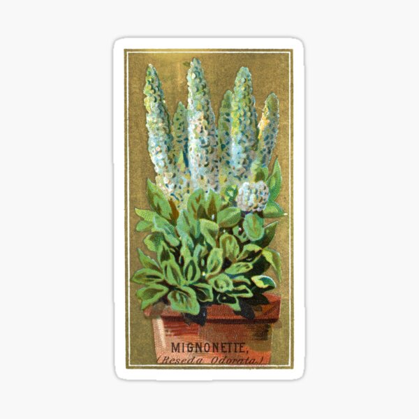 Item preview, Mignonette (Reseda Oderata) Chromolithograph designed and sold by mamiespaw.