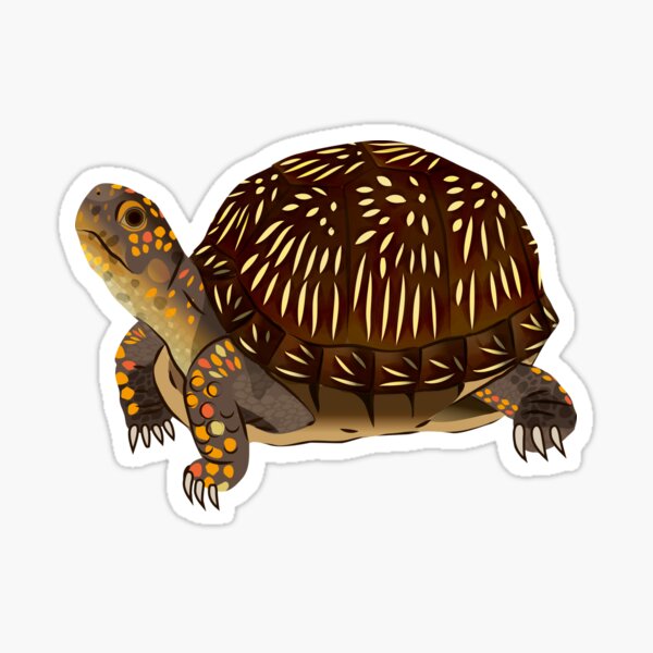 Item preview, Three-toed Box Turtle designed and sold by Rie-TortoTurtle.