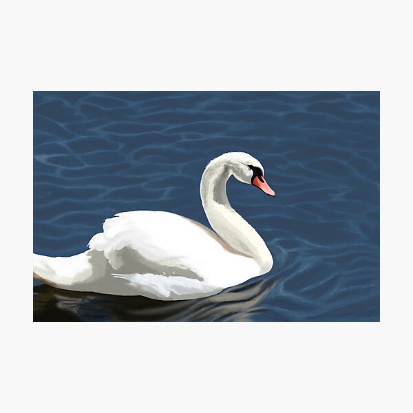 Elegant Swan Photographic Print