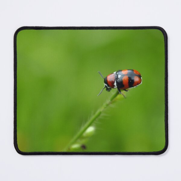 Item preview, Ladybug, Coccinellidae designed and sold by trucomanx.